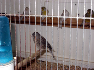 besg hos karl aage 038r